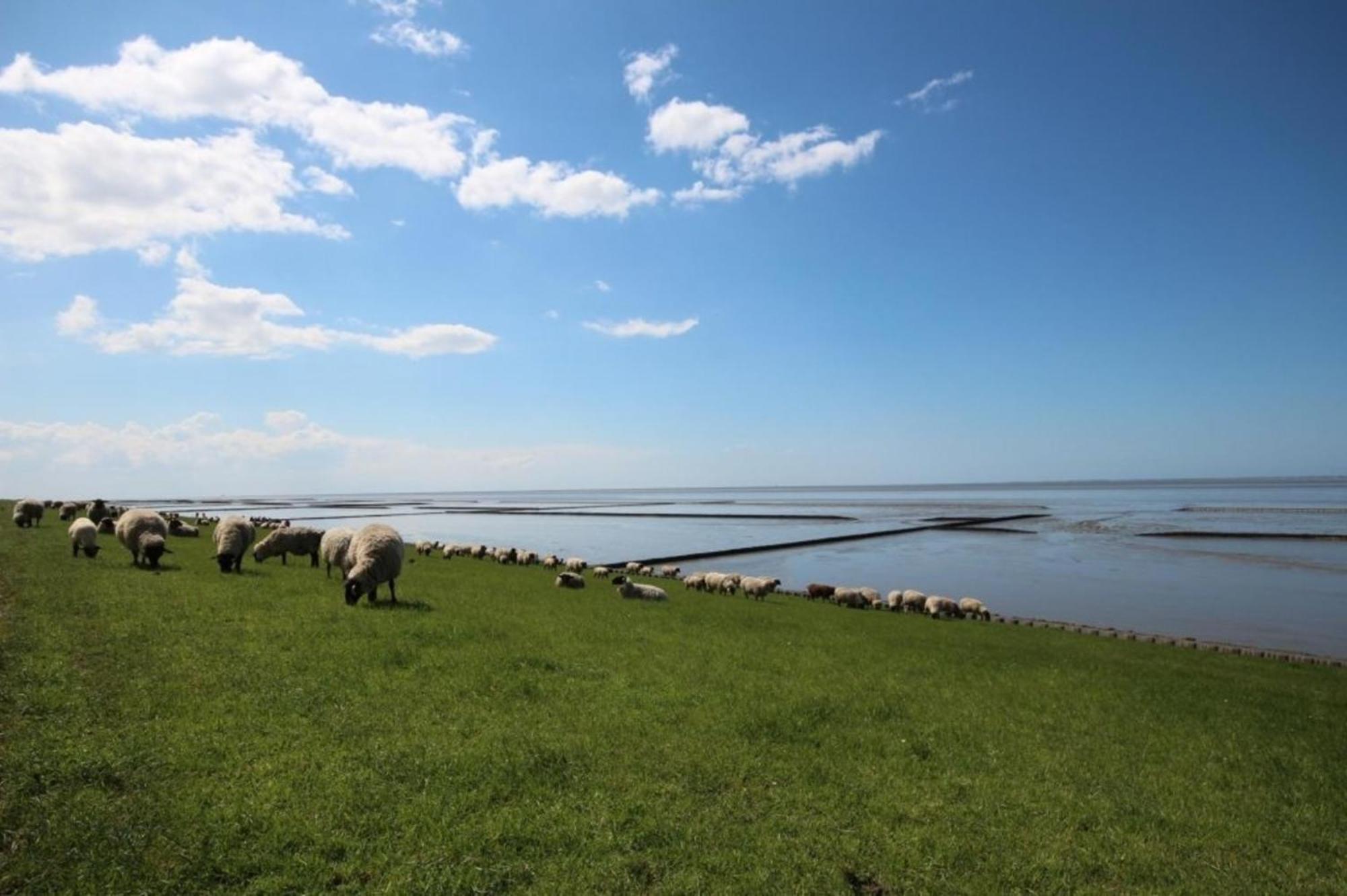 Kleine Nordseewelle ohne Hund - a17083 Norden Exterior foto